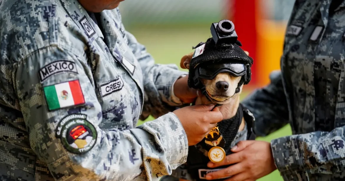 Micul Chihuahua recrutat în Garda Națională a Mexicului