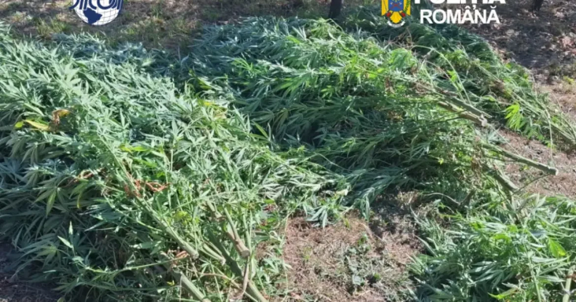 Canabis cultivat în Covasna: 60 de plante confiscate, bărbat reținut de DIICOT