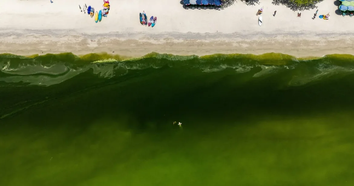 Planctonul colorează apele unei insule thailandeze în verde aprins